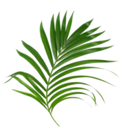 Green leaf of palm tree isolated on transparent background png file