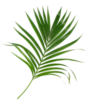 Green leaf of palm tree isolated on transparent background png file