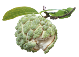 Fresh custard apple with leaf isolated on transparent background png file