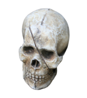 crânio humano isolado no arquivo png de fundo transparente