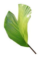 folha de palmeira no arquivo png de fundo transparente