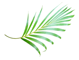 palm tree leaf on transparent background png file