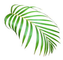 folha de palmeira no arquivo png de fundo transparente
