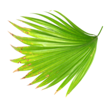 palm tree leaf on transparent background png file