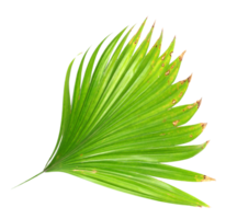 palm tree leaf on transparent background png file