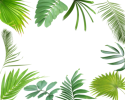 feuille de palmier vert tropical sur transparent pour le fichier png de fond d'été