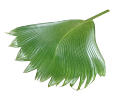 palm tree leaf on transparent background png file