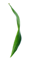 grönt blad isolerad på transparent bakgrund png-fil png