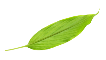green leaf isolated on transparent background png file