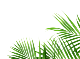 tropical nature green palm leaf isolated on transparent pattern background png file