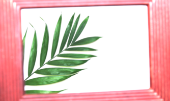 tropisch natuur groen palmblad in fotolijst op transparante achtergrond png-bestand png