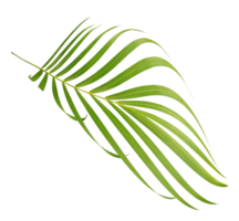 green leaf of palm tree isolated on transparent background png file