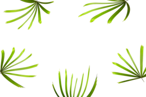 tropical green palm leaves isolated on transparent for summer background png file