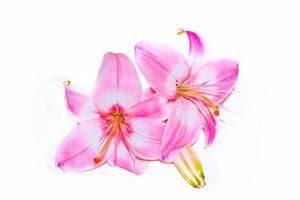 Bright lily flowers isolated on white background. photo