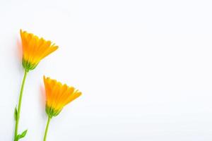 Bright marigold flowers isolated on white background. photo