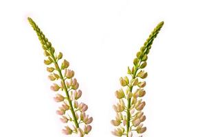 lupines beautiful flowers on a white background photo