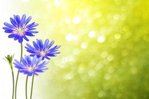 Bright flowers chicory photo