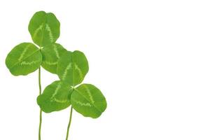 hojas de trébol verde aislado sobre fondo blanco. Día de San Patricio foto