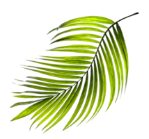 Green leaves of palm tree on transparent background png file