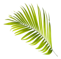 Green leaf of palm tree on transparent background png file