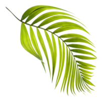 Green leaf of palm tree on transparent background png file