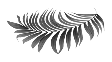 black leaves of palm tree on transparent background png file