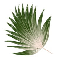 Green leaf of palm tree isolated on transparent background png file