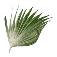 grönt blad av palmträd isolerad på transparent bakgrund png-fil png