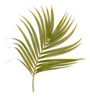 hoja verde de palmera aislada en archivo png de fondo transparente