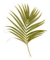 Green leaf of palm tree isolated on transparent  background png file