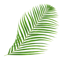 Green leaves of palm tree isolated on transparent background png file