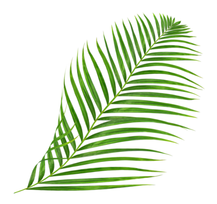 Palm Leaves PNGs for Free Download