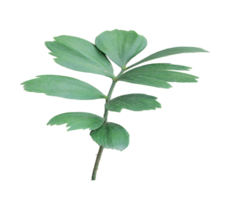 green leaf of palm tree isolated on transparent background png file