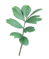 green leaf of palm tree isolated on transparent background png file