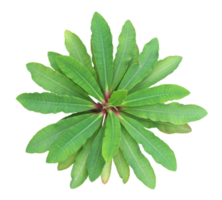 euphorbia milii leaf isolated on transparent background png file
