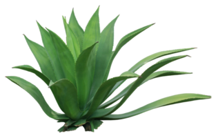 bouquet de feuilles de palmier cactus sur fond transparent fichier png