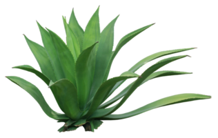 clump cactus palm tree leaf on transparent background png file