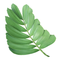 clump palm tree leaf on transparent background png file