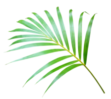 palm tree leaf on transparent background png file