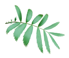 green palm leaf isolated on transparent background png file