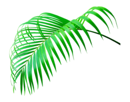 green palm leaf on transparent background png file