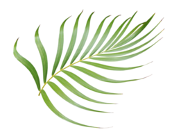 tropical green palm leaf isolated on transparent for summer background png file