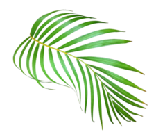 palm tree leaf on transparent background png file