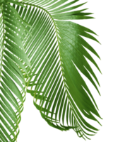 green palm leaf on transparent background png file