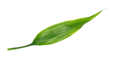 green leaf isolated on transparent background png file