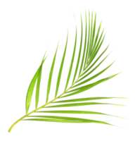 tropical nature green palm leaf isolated on transparent pattern background png file