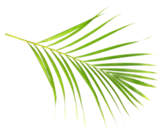 tropical nature green palm leaf isolated on transparent pattern background png file