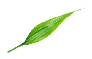 green leaf isolated on transparent background png file