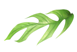 tropical monstera palm leaf tree on transparent background png file