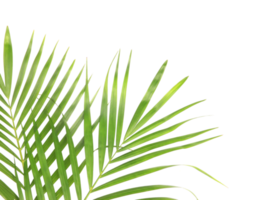 tropisch natuur groen palmblad geïsoleerd op transparante patroon achtergrond png-bestand png